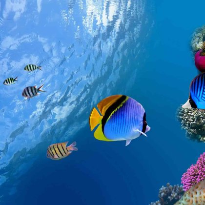Подвижные игры к проекту "Мир морей"
