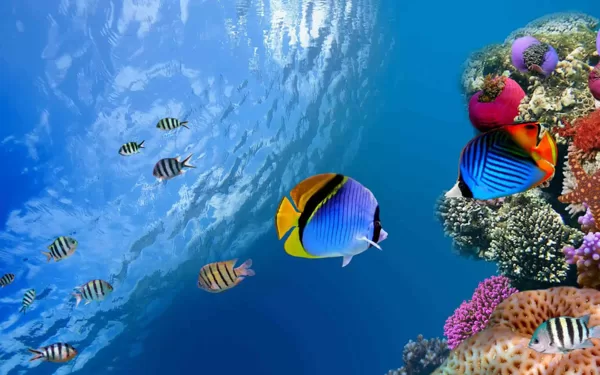 Подвижные игры к проекту "Мир морей"